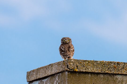 a little owl (athene noctua) perched on a weathered concrete post, looking directly at the camera with its characteristic yellow eyes, set against a soft, bright blue sky.