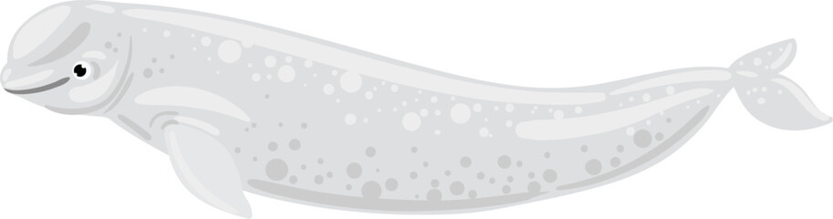 White beluga whale arctic marine animal swimming © WinWin