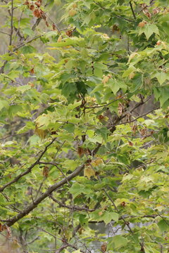 Western Sycamore, Platanus Racemosa, a stately native monoecious perennial tree displaying simple alternate palmately lobed petiolate leaves during Spring in Coastal Los Angeles County.