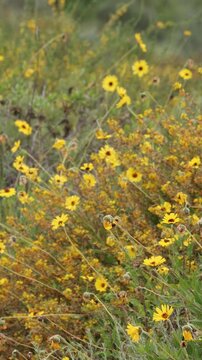 Coast Brittlebush, Encelia Californica, a resplendent native synoecious shrub displaying a vigorous abundance of racemose radiate head inflorescences during Spring in Coastal Los Angeles County.