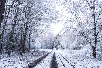 Obraz premium Narrow-gauge railway running through the forest, Bialowieza Forest, winter