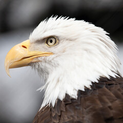 Obraz premium american bald eagle