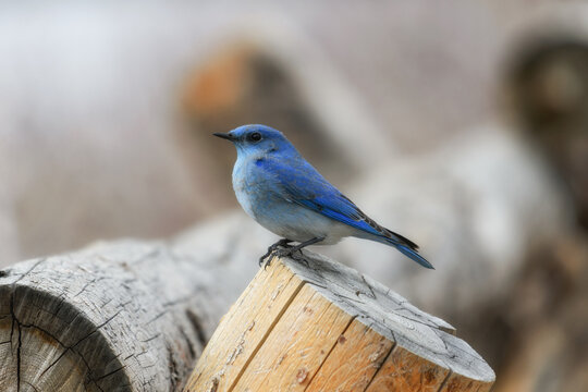 bird on a fence