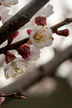 Apricot blossom branch with white flowers closeup