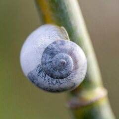 A delicate close-up of a small spiral snail shell clinging to a smooth green plant stem, showcasing fine textures and subtle gray-white patterns against a softly blurred background. © Yuval Helfman
