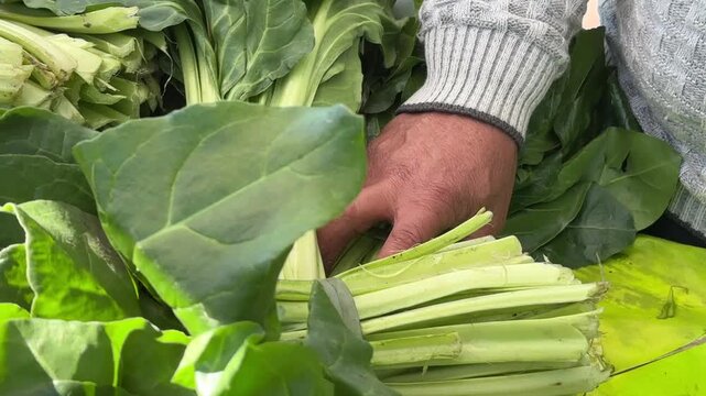 VERDURA VERDULERA MANO