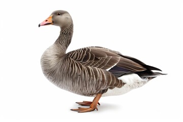 Obraz premium A graceful duck stands proudly on a white background. The image captures its striking features and vibrant colors. This elegant wildlife photograph showcases beauty in nature. AI