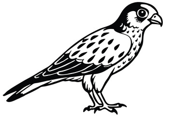Obraz premium merlin bird silhouette line art vector illustration with a white background