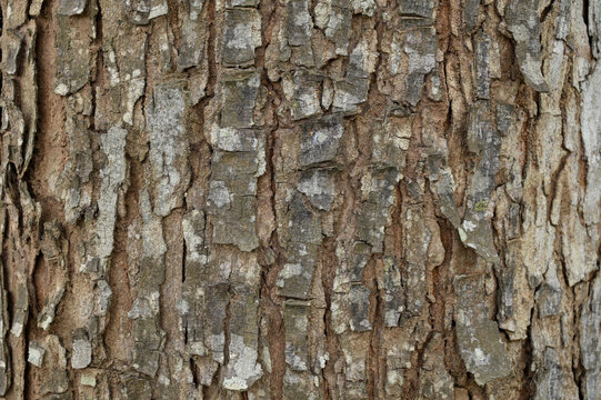 Close-up detail of the bark of the trembesi tree