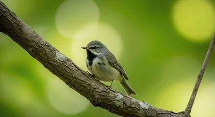 Obraz premium Small bird perched on a branch against a blurred green background