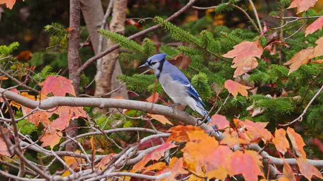 Blue Jay sitting on an autumn branch in Nova Scotia, Canada. The bird actively forages and eats grains, its bright blue plumage contrasting beautifully with golden and red fall leaves.