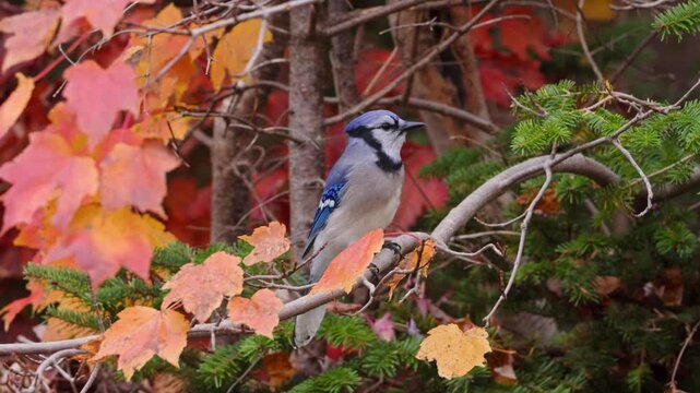 Detailed shot of a Blue Jay sitting on an autumn branch in Nova Scotia, Canada. The bird actively searches for food and pecks at grains, beautiful fall colors in the background 4K