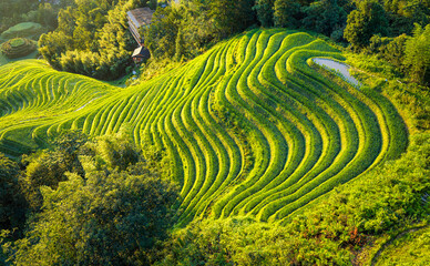 Fototapeta premium Aerial view of lush green Longji rice terraces in Guilin, China, showcasing traditional agricultural heritage and stunning mountain landscape during golden hour.