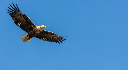 Obraz premium Majestic Bald Eagle Soaring High in the Clear Blue Sky.