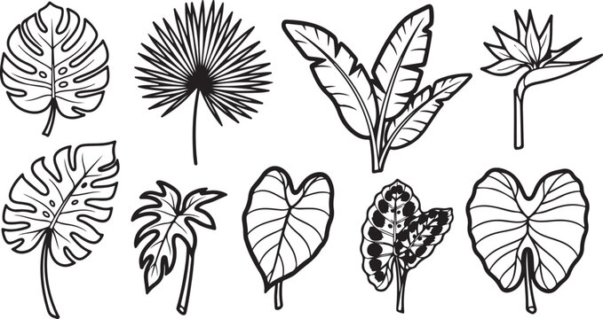 Scientific illustrations of various insect wings and their detailed structures Vector