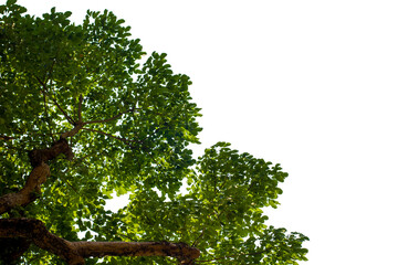 Fototapeta premium green tree isolated on white