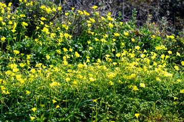 Obraz premium Bermuda Buttercups in bloom on the rocky shoreline at the Vouliagmeni coast in the Saronic Gulf in Greece.