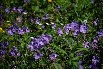 Obraz premium Vibrant Field of Purple Wild Geraniums in a Sunlit Alpine Meadow, Beautiful Display of Meadow Cranesbill (Geranium pratense) in Nature