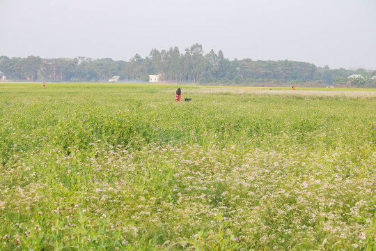 Comilla ,Muradnagar-25 &lrm;December &lrm;2025,Rural life in a mustard field in Bangladesh.