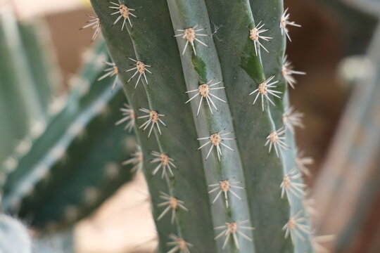 The cactus species Pachycereus pecten-aboriginum, also known as the "Indian Comb," is a succulent with dark green stems and sharp spines emerging from tubercles. Stems are ribbed. thorns are radial,
