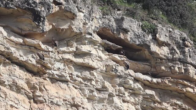 Griffon Vultures (Gyps fulvus) perched on steep limestone cliffs in Cyprus