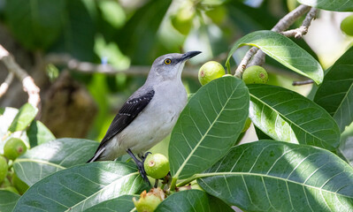 Fototapeta premium Tropical mockingbird in a fig tree. 