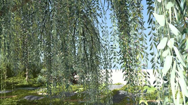 Close Up Willow Leaves and Hanging Branches in Lush Garden Environment