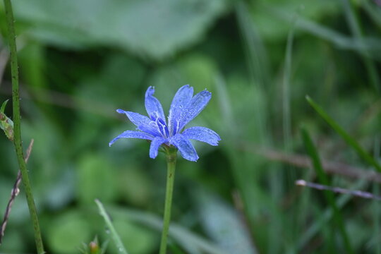 Blue chicory wildflower blooming in green grass, nature backgraund