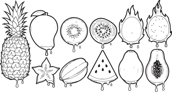 Diagrams of different pine tree sections and seed types Vector