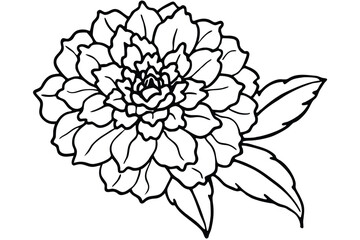 Fototapeta premium marigold flower silhouette line art vector illustration with a white background