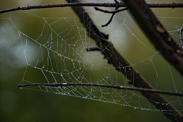 pajęczyna w deszczu © Michal