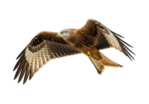 Red kite bird flying isolated on transparent background for nature branding and web design