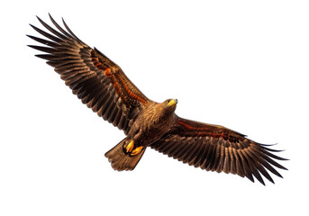 Obraz premium Eagle in flight isolated on transparent background for branding, logo design, print, and web projects