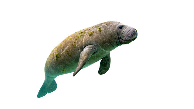 Manatee swims underwater isolated on transparent background