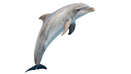 Dolphin swims and jumps  isolated on transparent background © Hanna