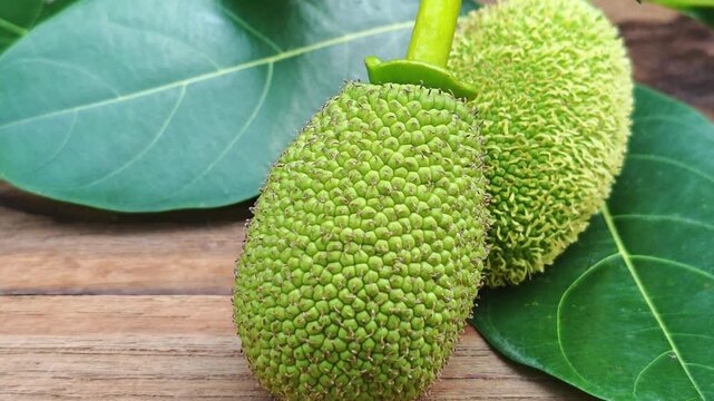 raw jackfruit,Unripe jackfruit for cooking.