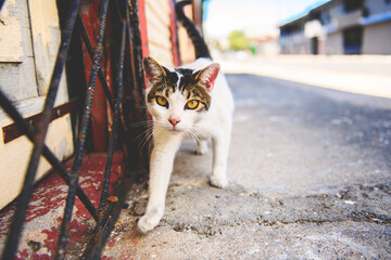Fototapeta premium Cat on a street of Costa Rica