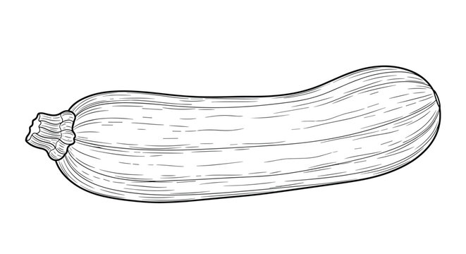 Intricate hand-drawn engraving style illustration of a whole zucchini or marrow vegetable showing fine lines and detailed shading for food design.