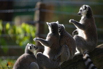 Fototapeta premium Ring Tailed Lemurs in Natural Habitat
