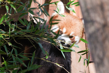 Naklejka premium Red Panda Hiding in Bamboo Forest