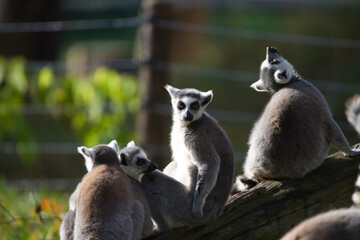 Fototapeta premium Ring Tailed Lemurs Playing in the Sun