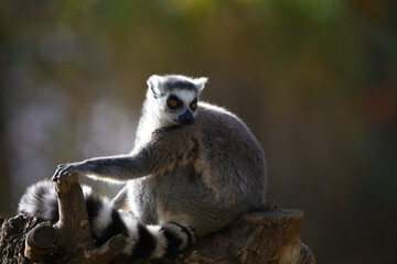 Fototapeta premium Ring Tailed Lemur Sitting in Habitat