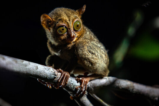 Tarsius