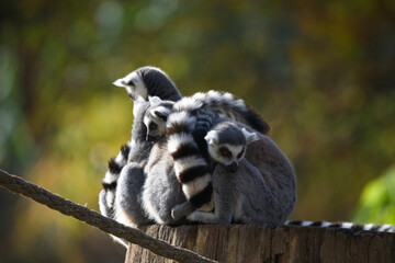 Fototapeta premium Ring Tailed Lemurs Playing Together