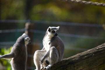 Fototapeta premium Two Ring Tailed Lemurs Relaxing Together