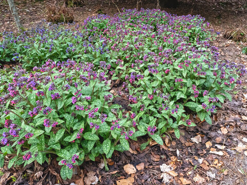 Common lungwort flowering in a woodland garden