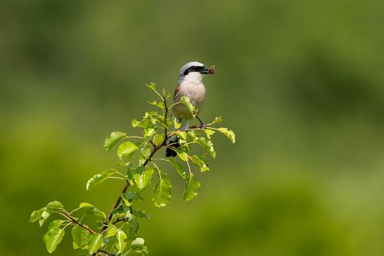 The male red-back shrike perching on a little tree branch with fresh leaves holding a red insect in its beak. Green background. Sunny day in nature.