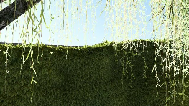 Hanging Willow Branches in Sunny Garden with Green Wall Background