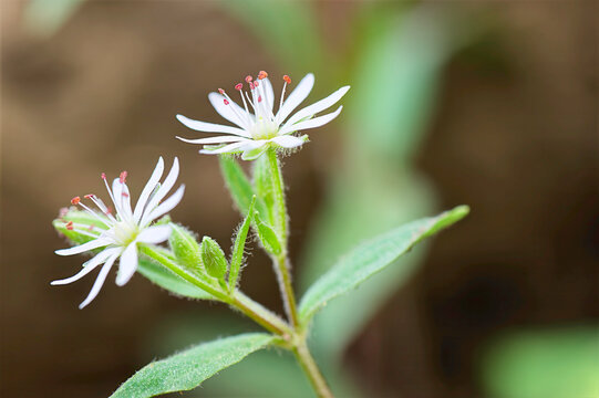 closeup of star chickweed wildflowers
