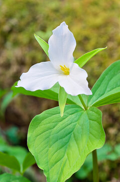 white trillium